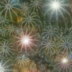 Desert Fireworks