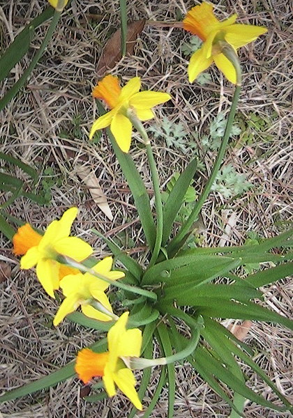 A photo of some daffodils by T Newfields