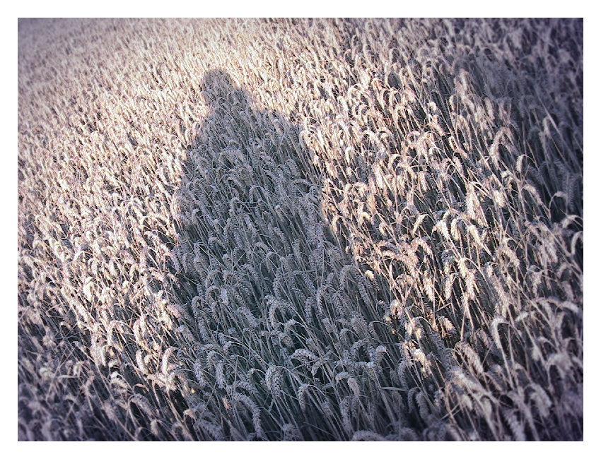 Harvest Time - a photograph by T Newfields taken on 1 September 2010 at Warwick University, England