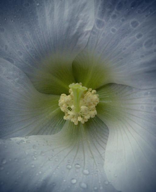 Unfolding - a photograph by T Newfields