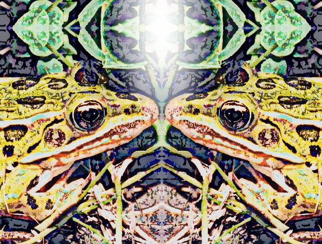 Metamorfosis - un arte de T Newfields