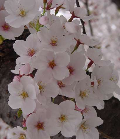 Alabanza a la savia - Una foto tomada por TN en Shizuoka, Japón