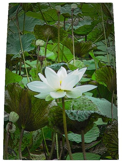 Lotus Teich - ein Fotographie bei T Newfields